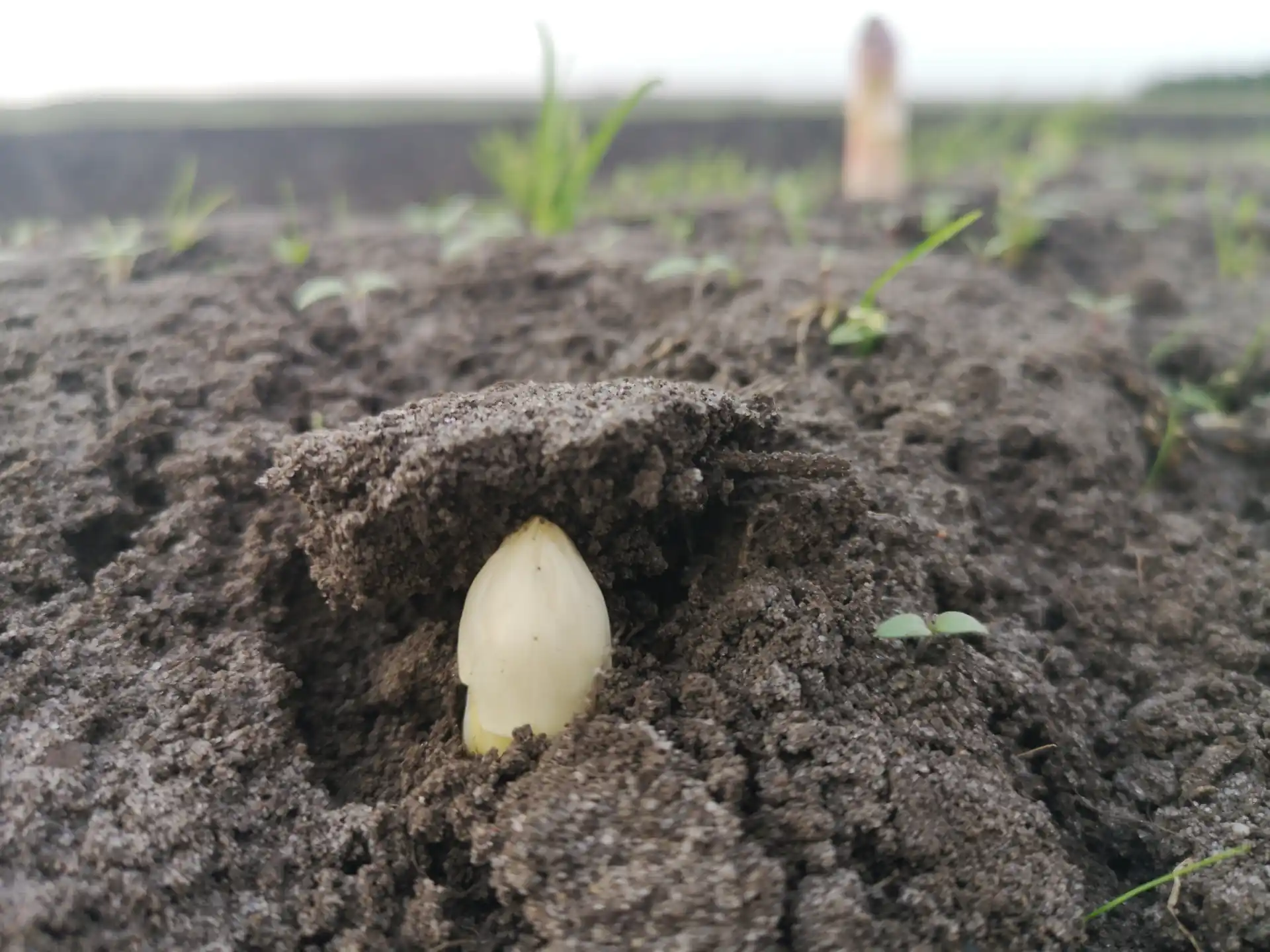 pointe-asperge pointe d'asperge